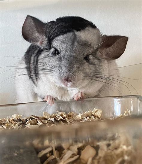 chinchilla for sale|chinchilla for adoption near me.